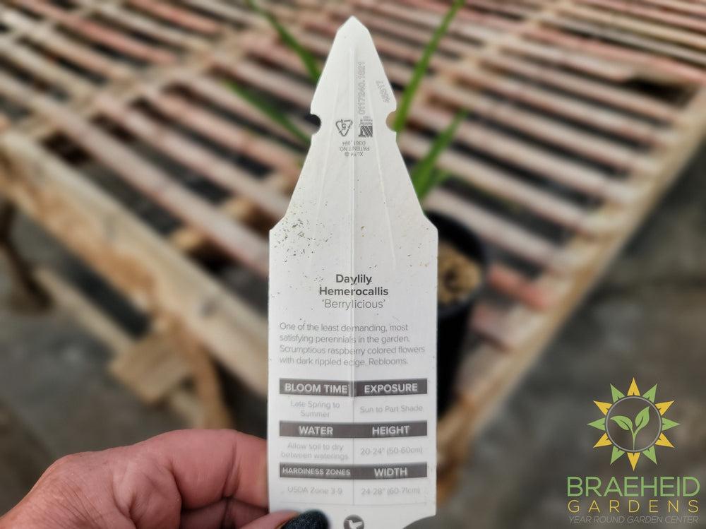 Daylily 'Berrylicious' - NO SHIP -