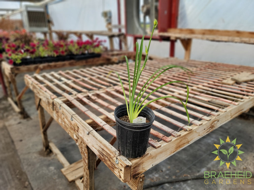 Daylily 'Bestseller' - NO SHIP -