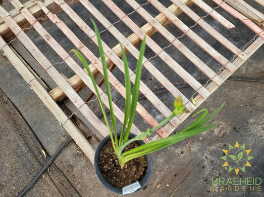 Daylily 'Bestseller' - NO SHIP -