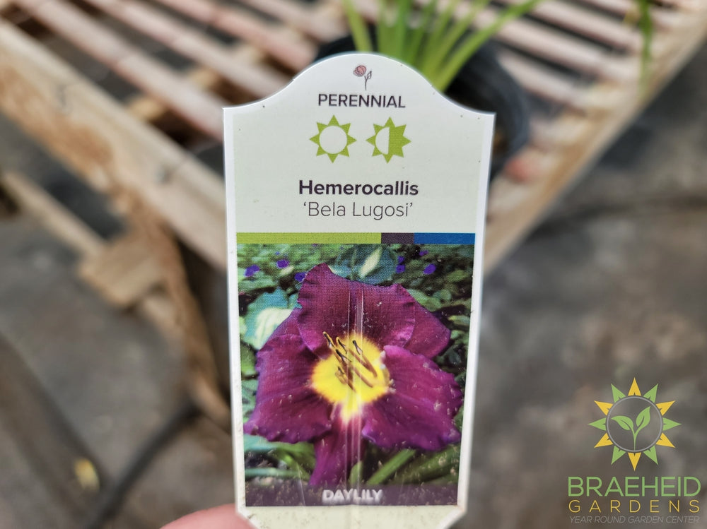 Daylily 'Bestseller' - NO SHIP -