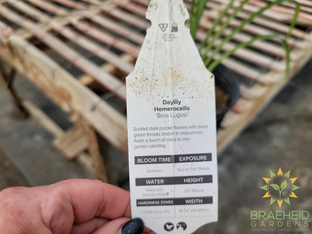 Daylily 'Bestseller' - NO SHIP -