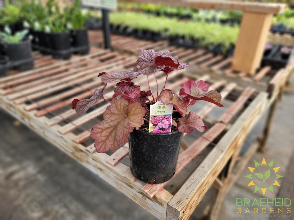 Heuchera 'Berry Smoothie' - NO SHIP -