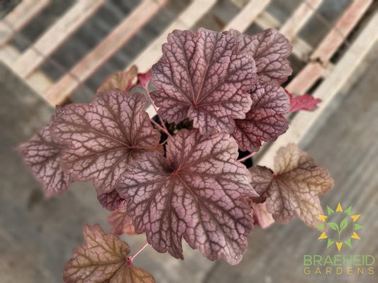 Heuchera 'Berry Smoothie' - NO SHIP -