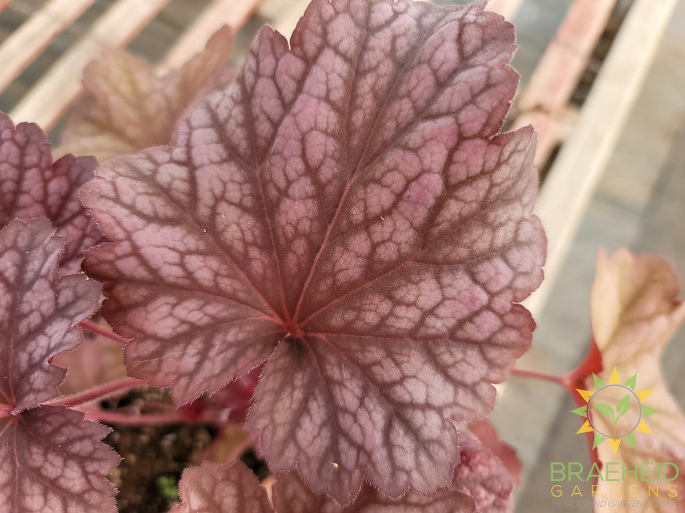 Heuchera 'Berry Smoothie' - NO SHIP -