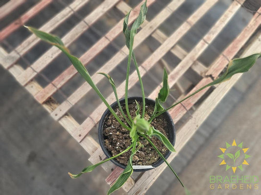 Hosta 'Praying Hands' - NO SHIP -