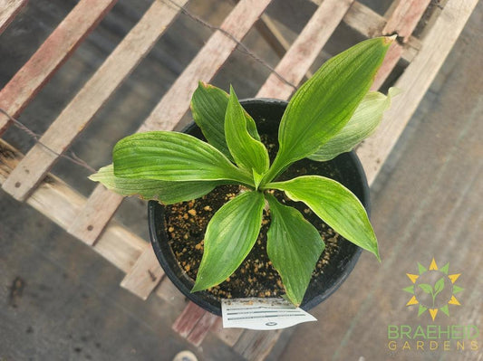 Hosta 'White Feather' - NO SHIP -