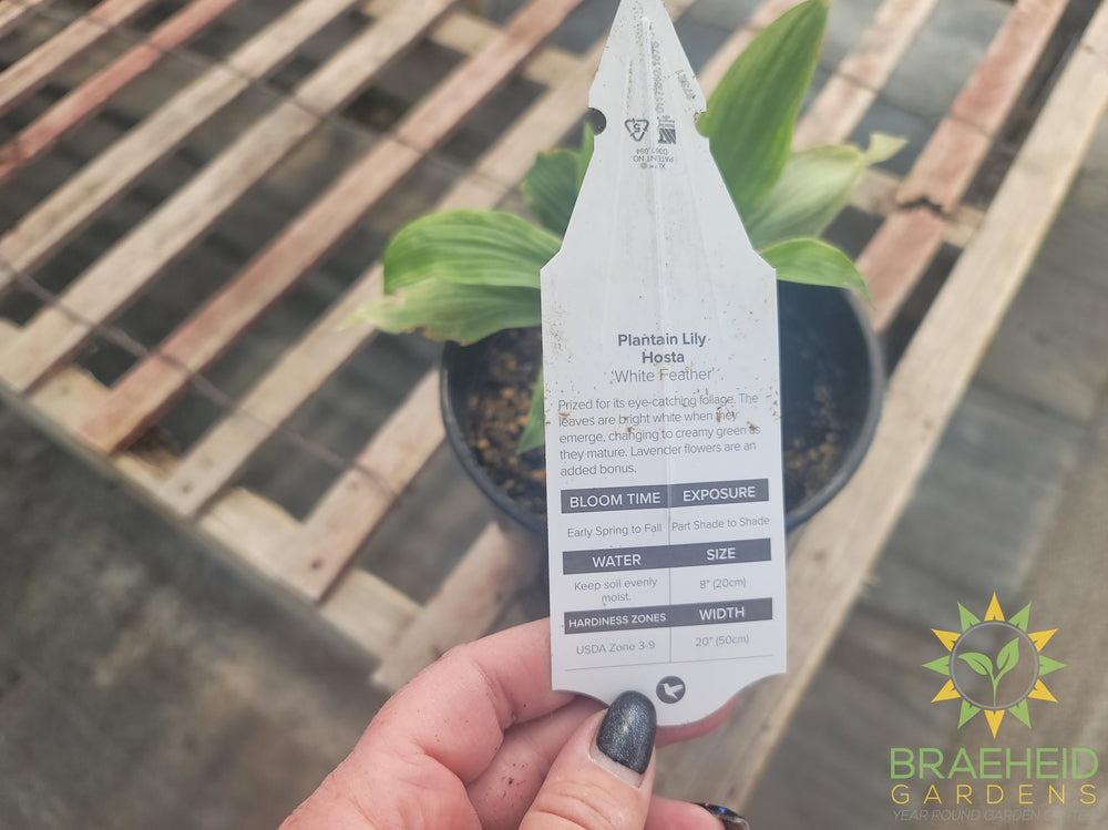 Hosta 'White Feather' - NO SHIP -