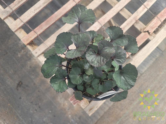 Ligularia 'Pandora' - NO SHIP -