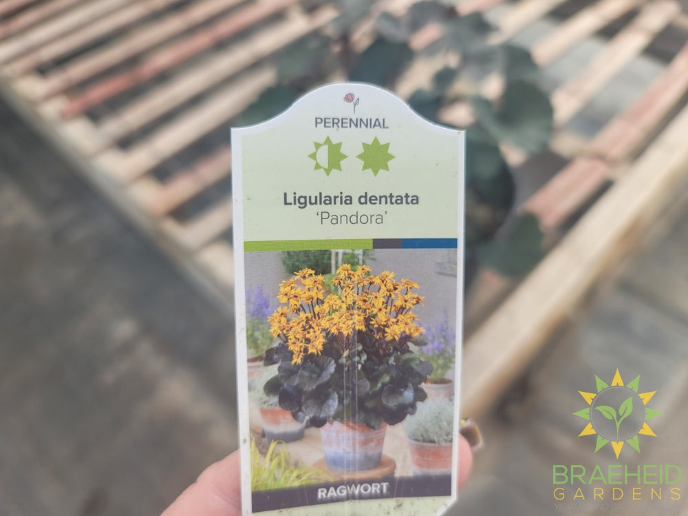 Ligularia 'Pandora' - NO SHIP -