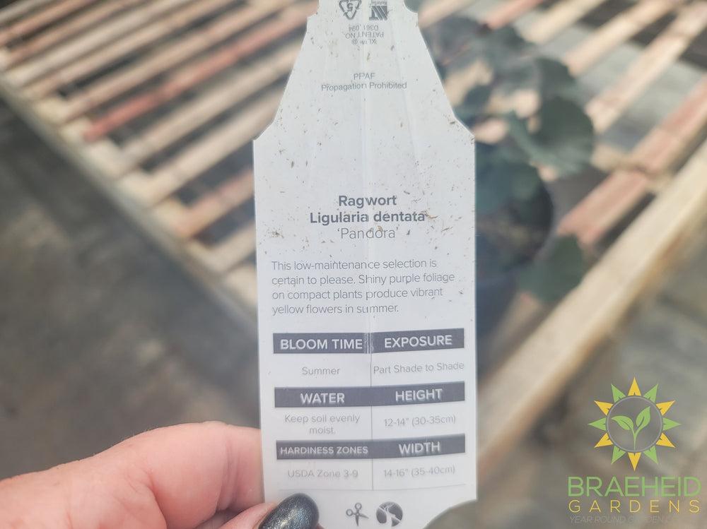 Ligularia 'Pandora' - NO SHIP -