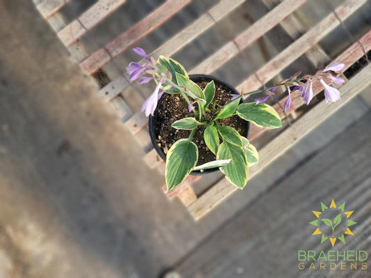 Hosta 'Bedazzled' - NO SHIP -