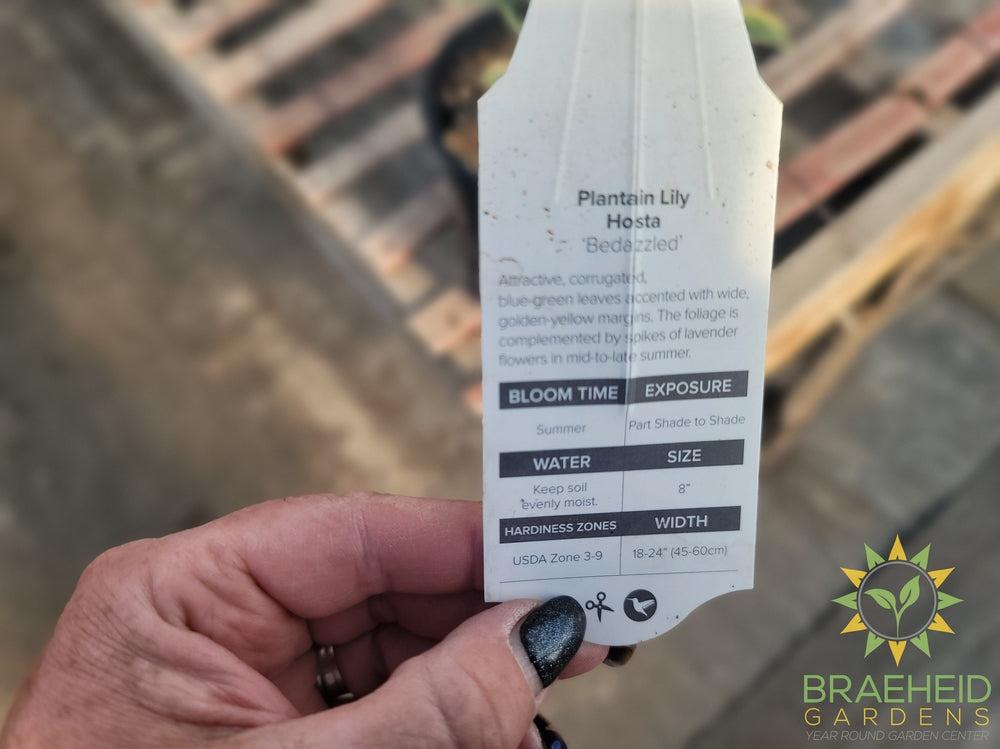 Hosta 'Bedazzled' - NO SHIP -