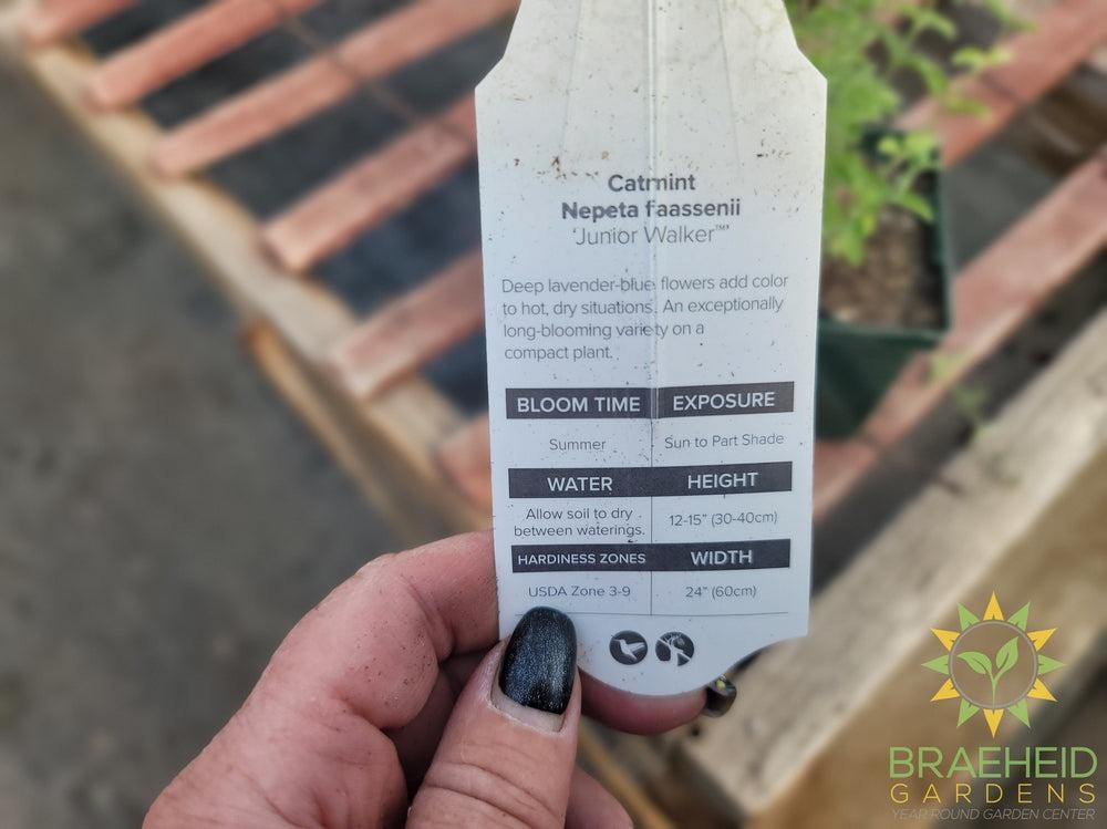 Herb Nepeta Catmint 'Junior Walker™' -NO SHIP-