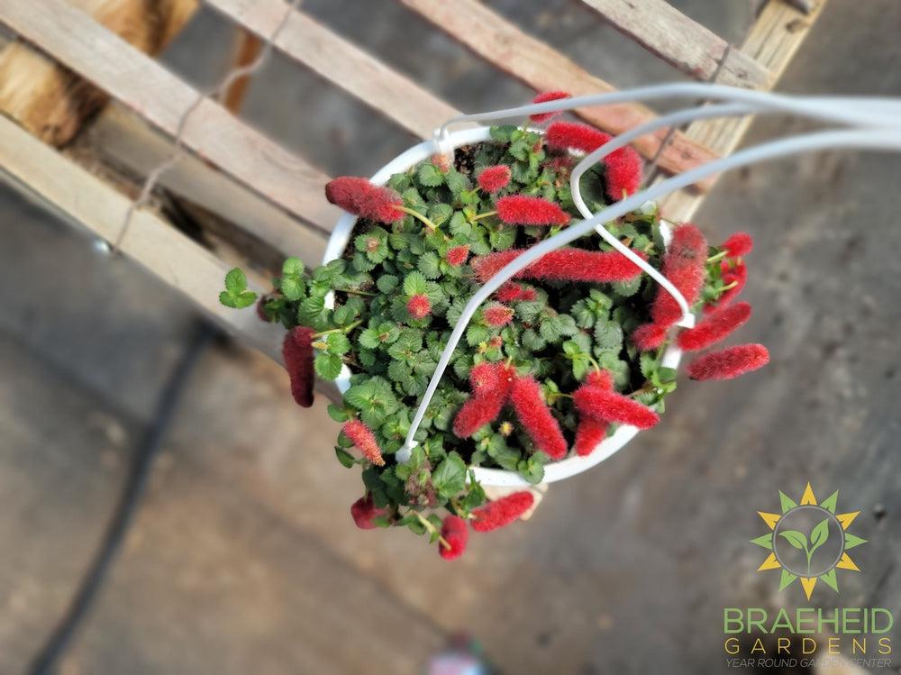 Cat's Tail Hanging Basket- Acalypha hispida