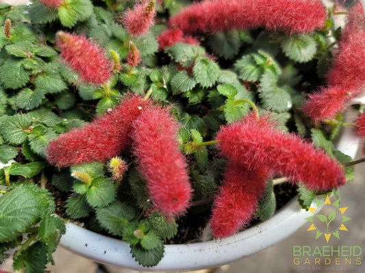 Cat's Tail Hanging Basket- Acalypha hispida