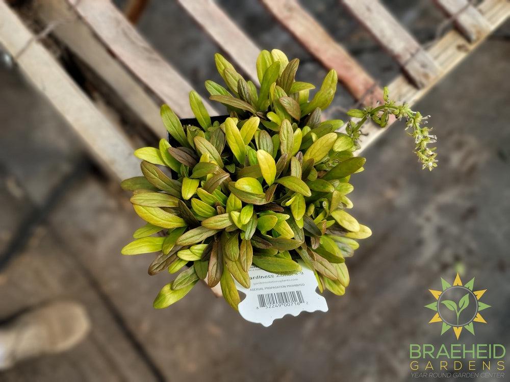 Fancy Finch Feathered Friends