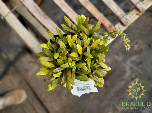 Fancy Finch Feathered Friends