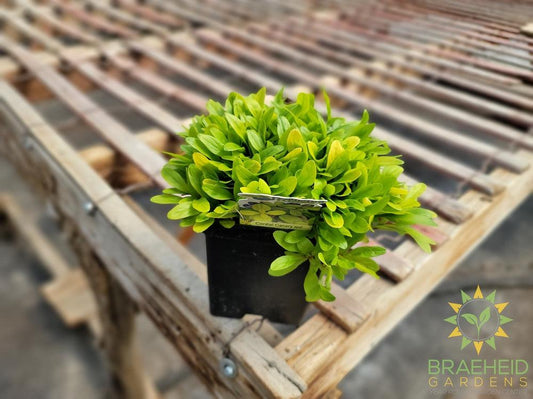 Cordial Canary Feathered Friends