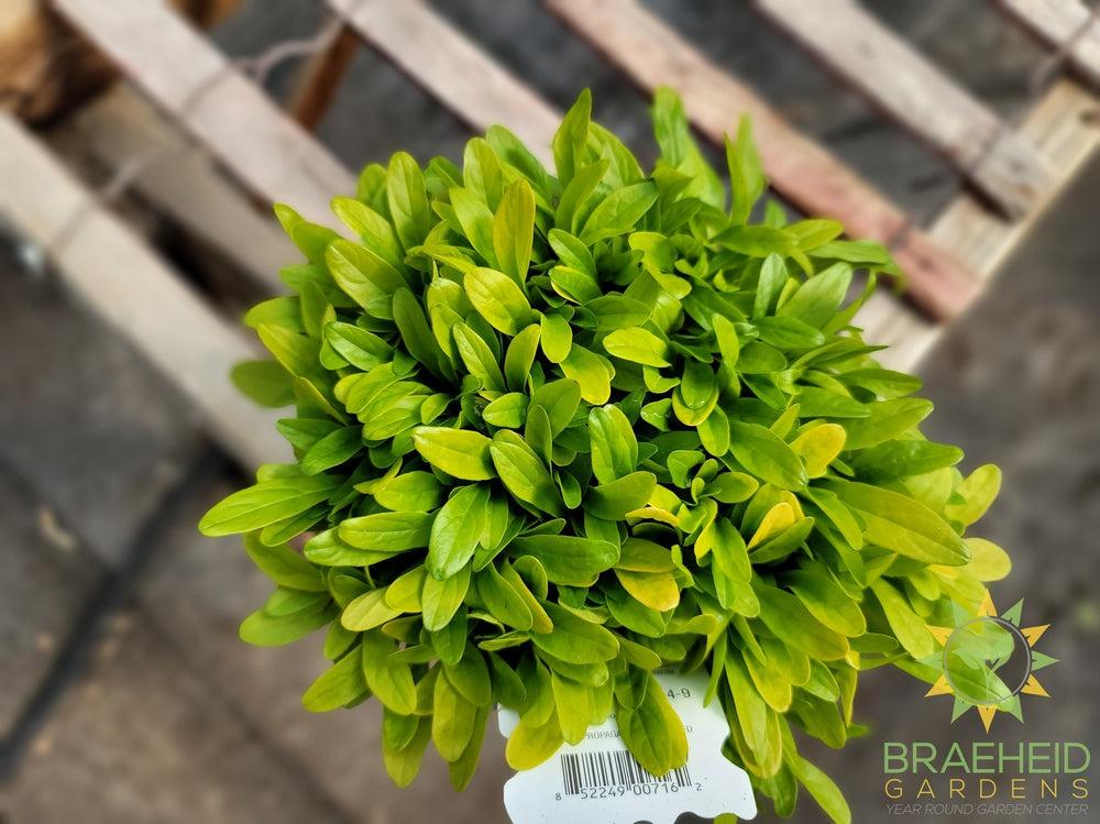 Cordial Canary Feathered Friends