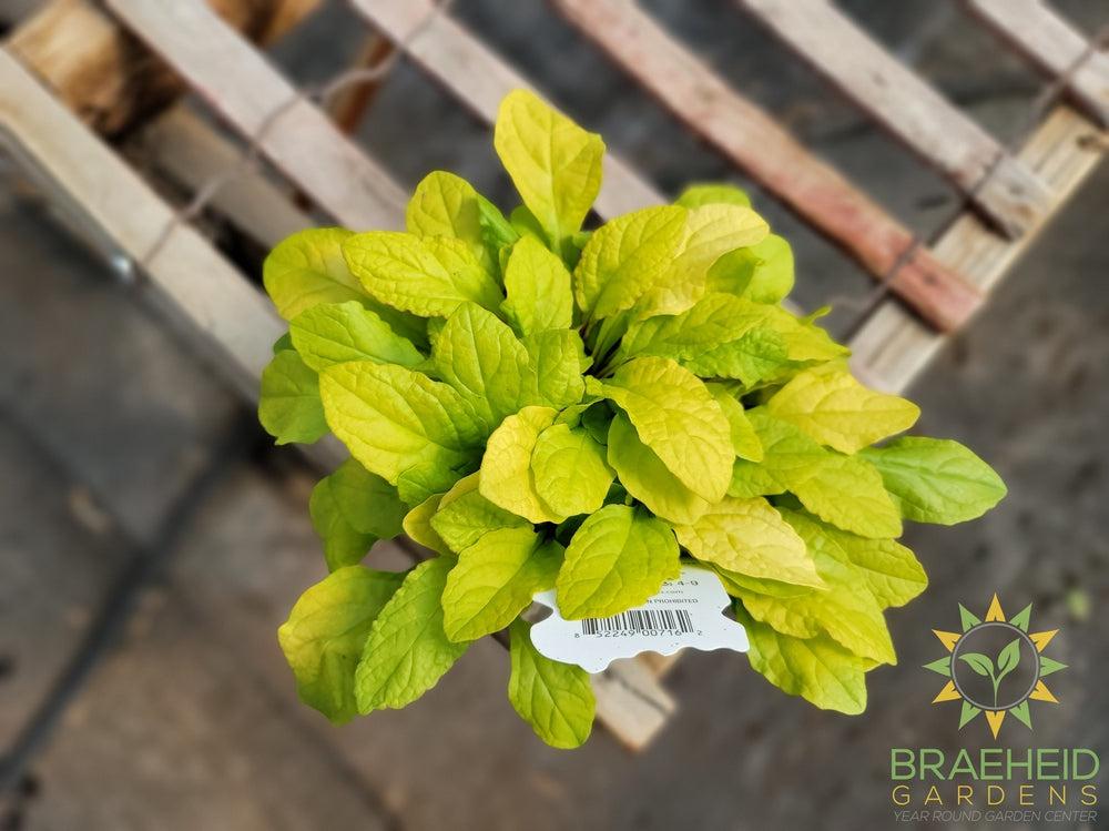 Tropical Toucan Feathered Friends