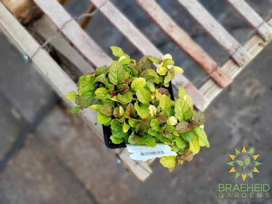 Parrot Paradise Feathered Friends