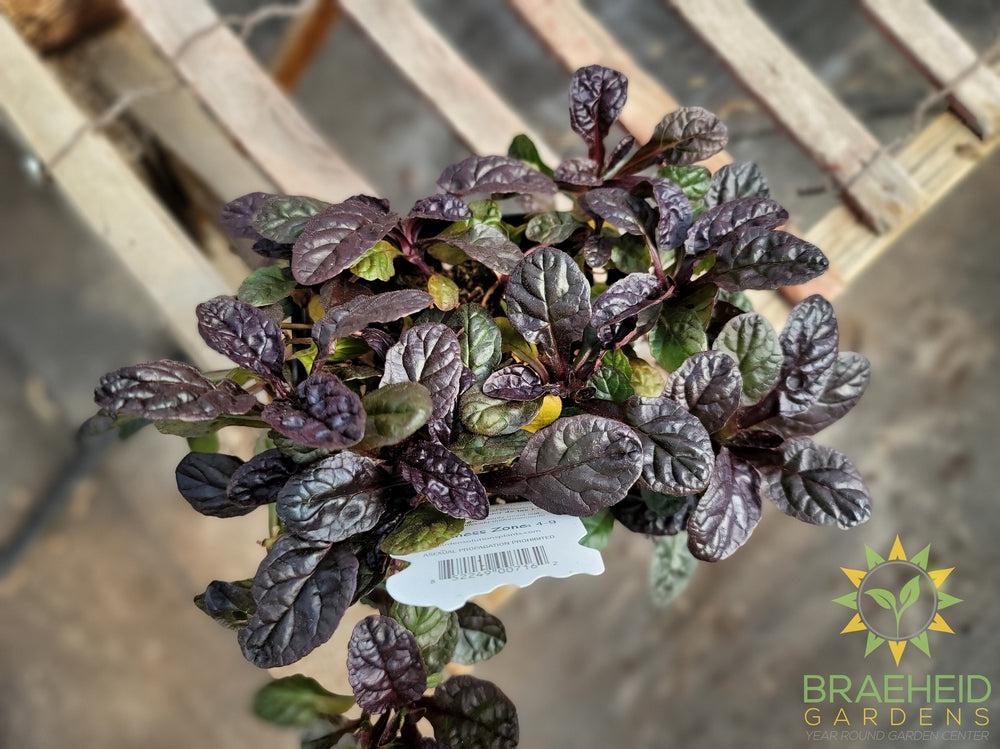 Fierce Falcon Feathered Friends