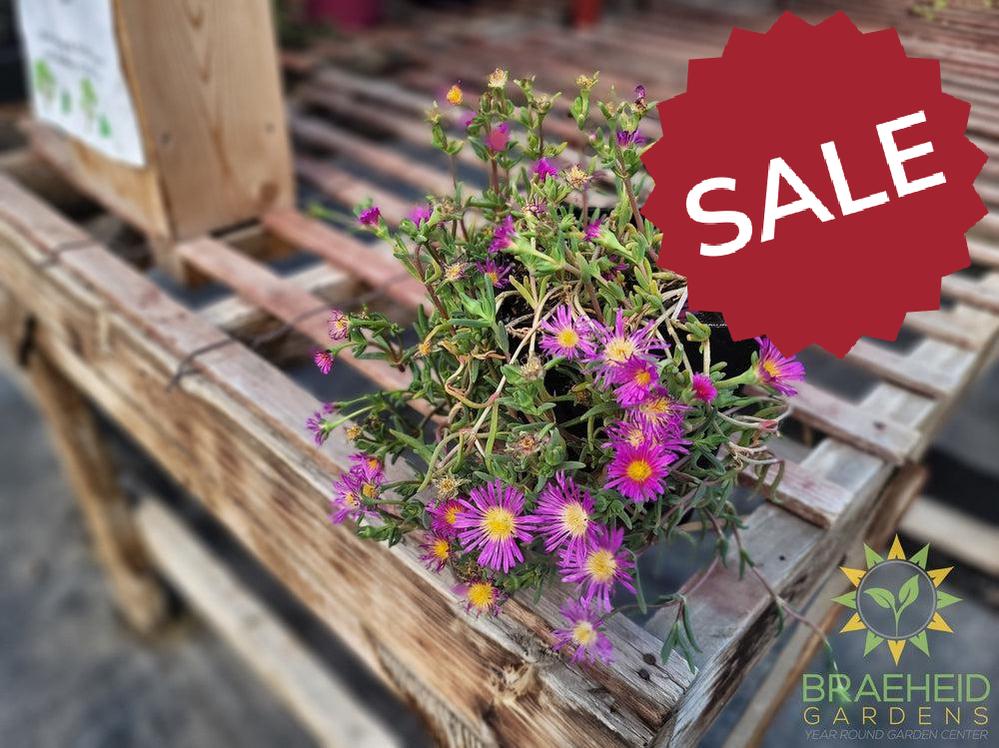 Delosperma 'Delmara™ Pink Ice Plant ' -No Ship-