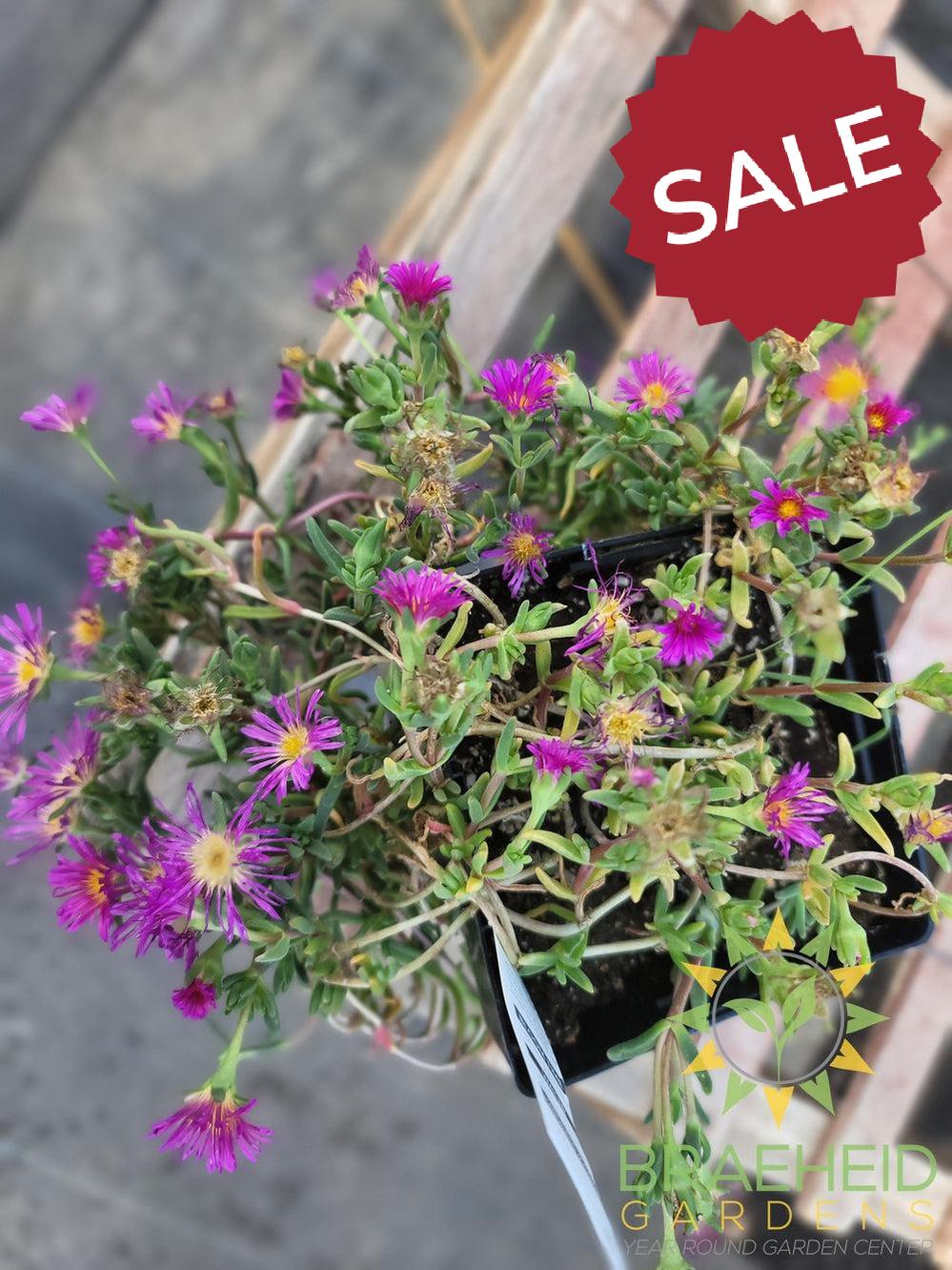 Delosperma 'Delmara™ Pink Ice Plant ' -No Ship-