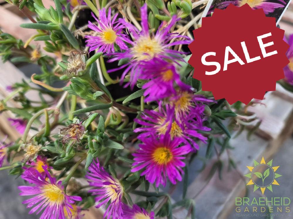 Delosperma 'Delmara™ Pink Ice Plant ' -No Ship-