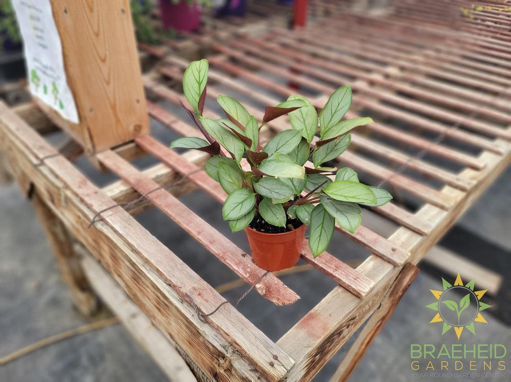 Ctenanthe Grey Star