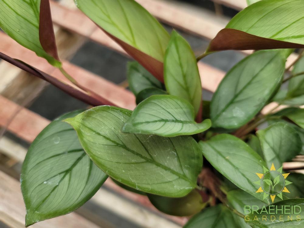 Ctenanthe Grey Star