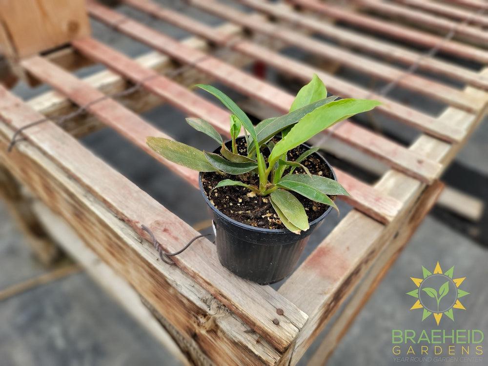 Philodendron Narrow