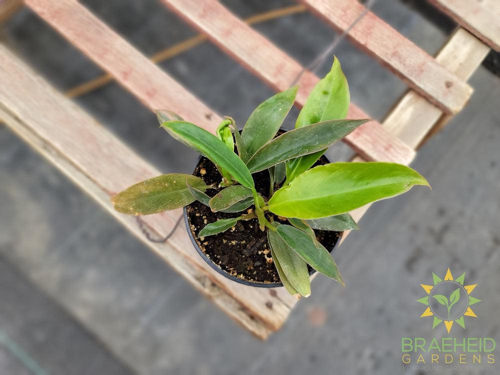 Philodendron Narrow