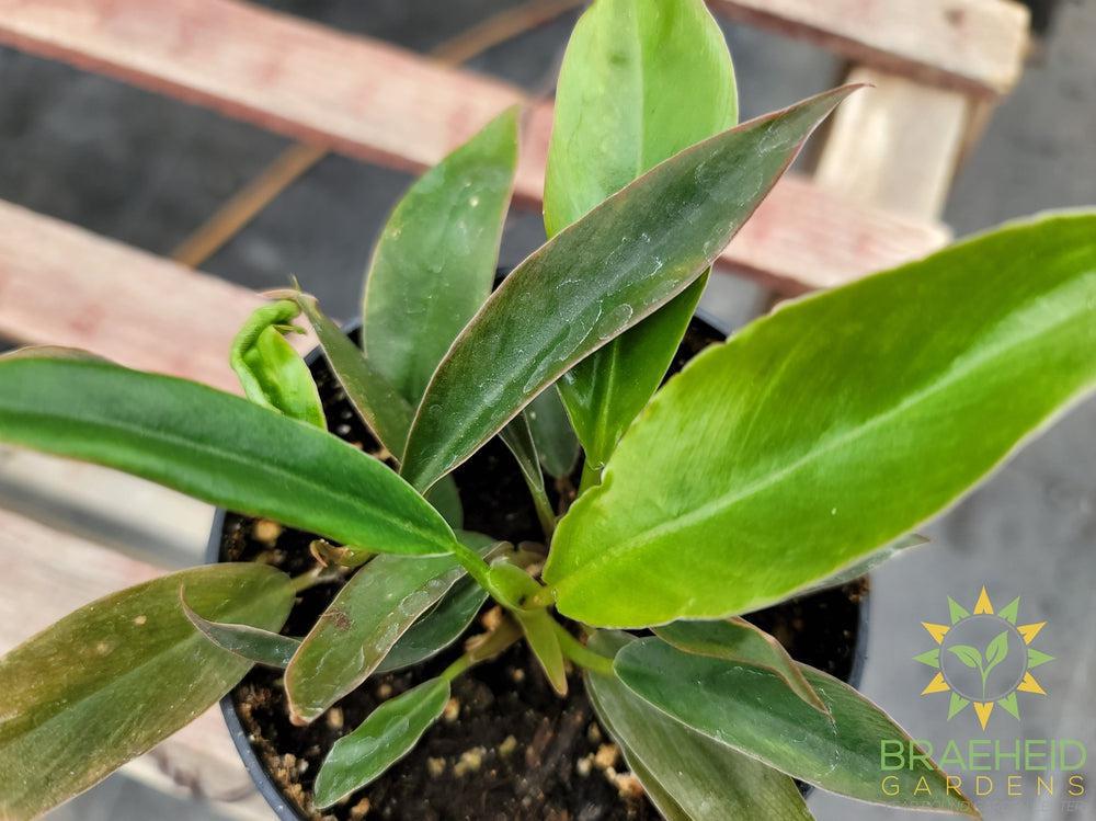 Philodendron Narrow