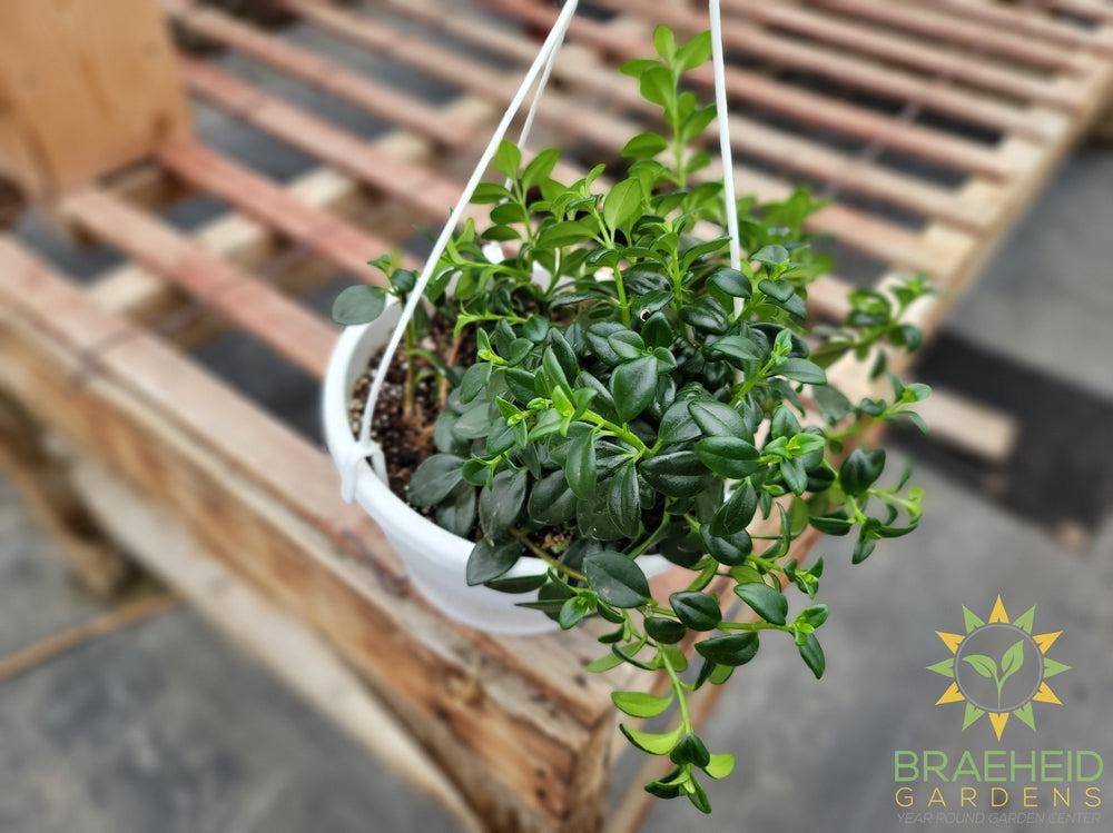 Goldfish Gregarius Hanging Basket