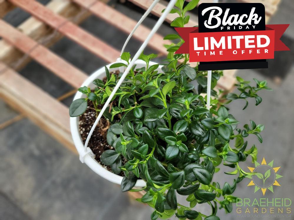 Goldfish Gregarius Hanging Basket