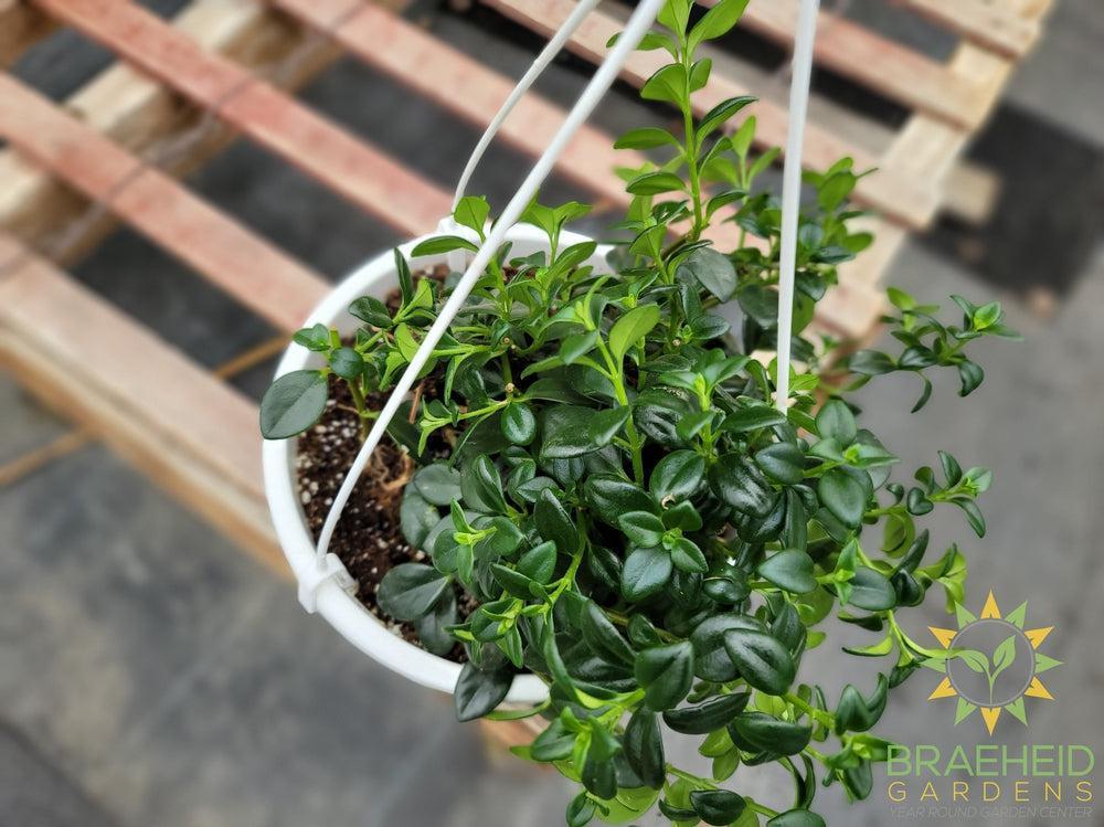 Goldfish Gregarius Hanging Basket