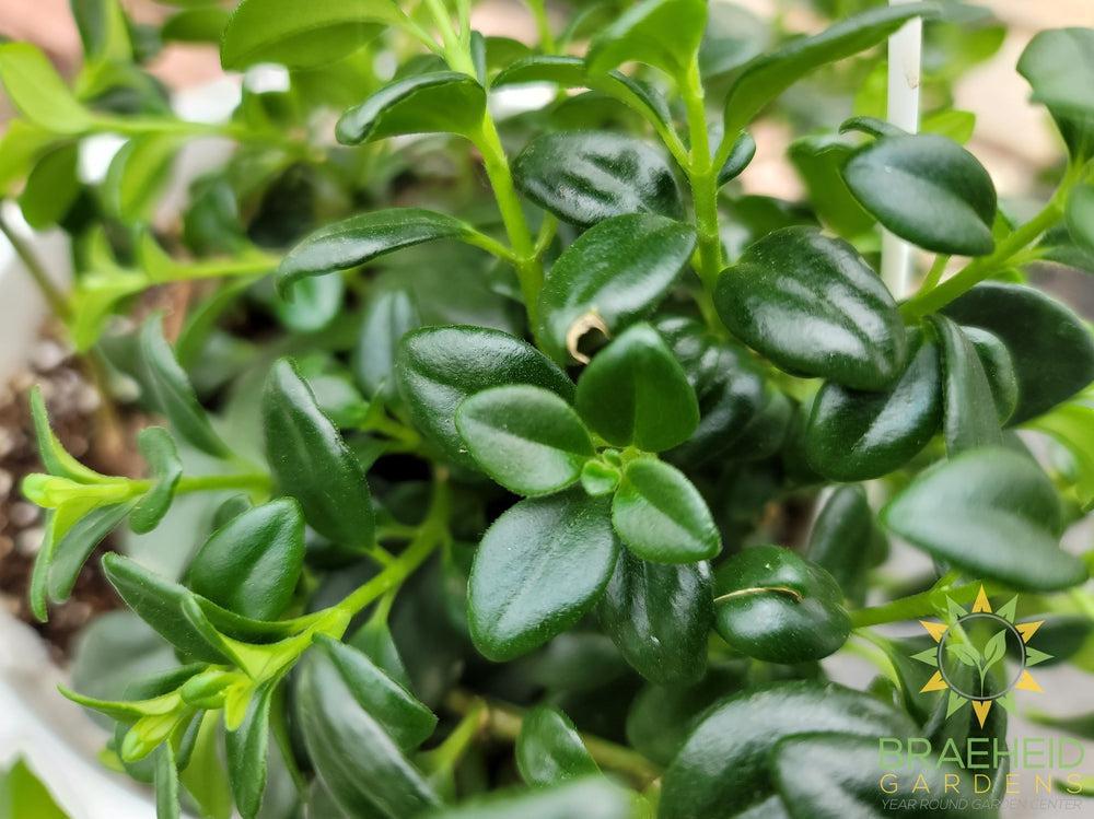 Goldfish Gregarius Hanging Basket