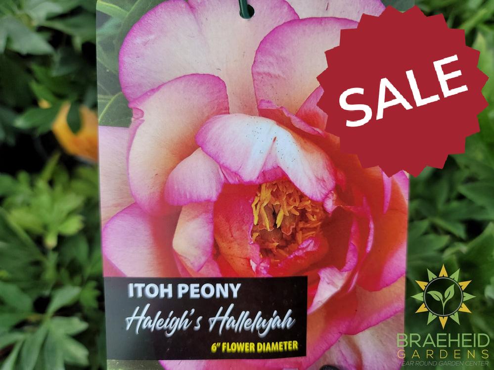 Haleigh's Hallelujah Itoh Peony - NO SHIP -