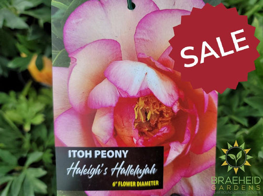 Haleigh's Hallelujah Itoh Peony - NO SHIP -