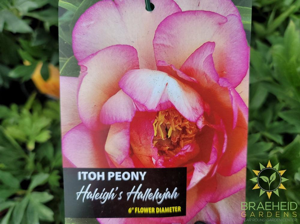 Haleigh's Hallelujah Itoh Peony - NO SHIP -