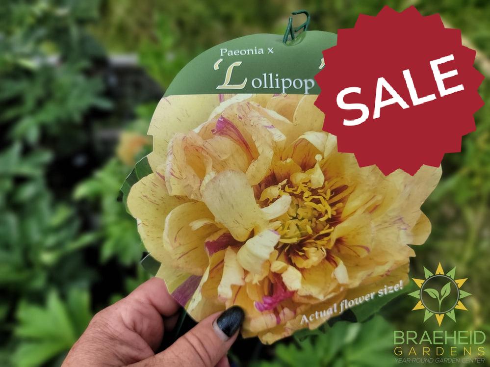Lollipop Itoh Peony - NO SHIP -