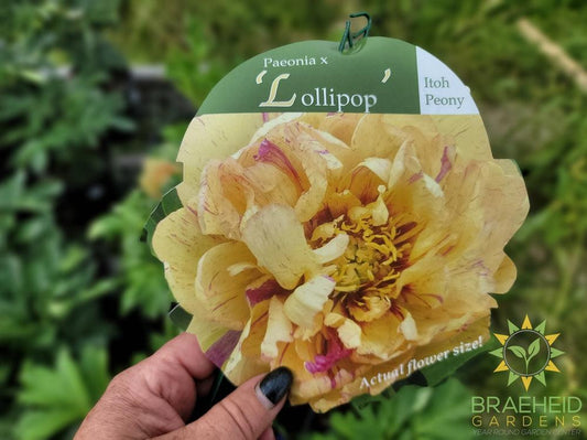 Lollipop Itoh Peony - NO SHIP -