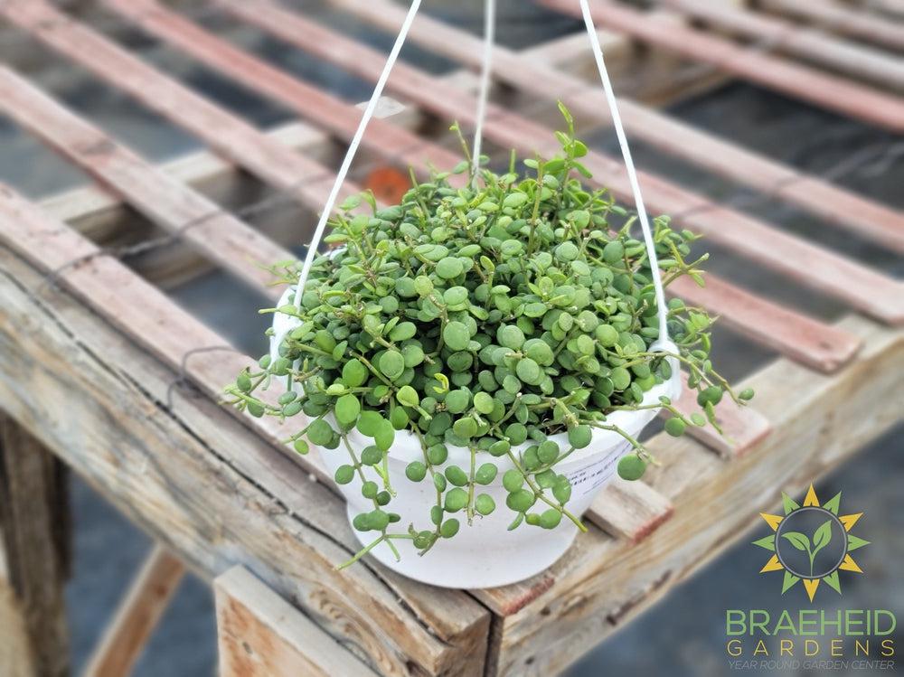 String of Nickles Dischidia Nummularia Hanging Basket