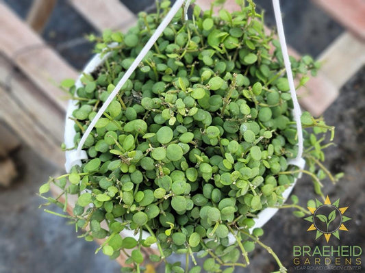 String of Nickles Dischidia Nummularia Hanging Basket