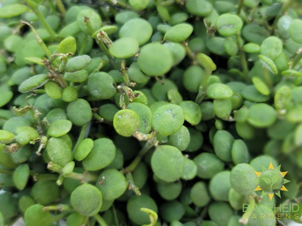 String of Nickles Dischidia Nummularia Hanging Basket