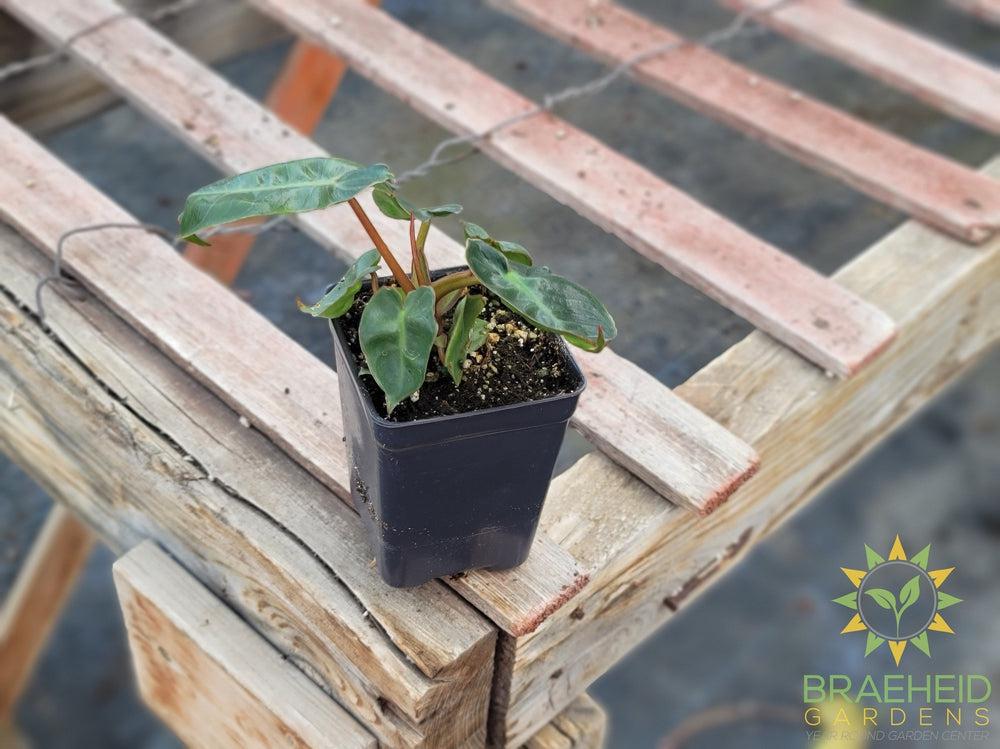 Philodendron Billietiae