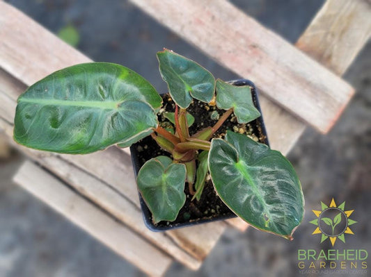 Philodendron Billietiae