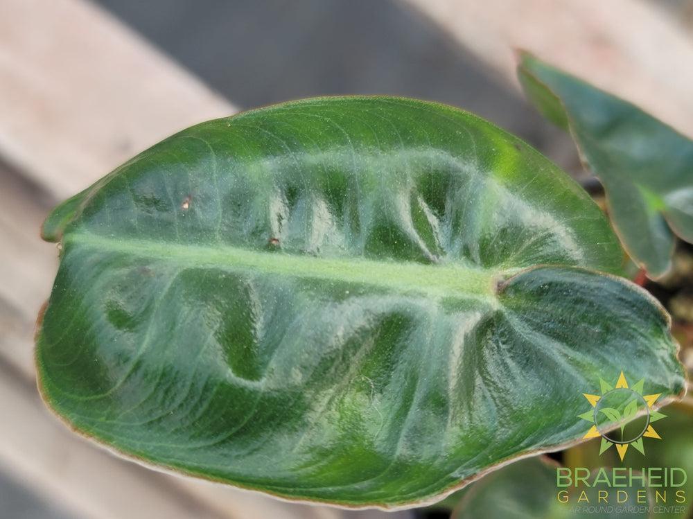 Philodendron Billietiae