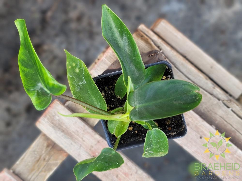 Philodendron Pedatum - Florida Beauty Green